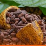 chocolate factory itc video