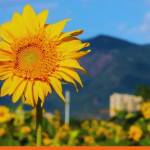 The future of trade is resilience, says the Standard Chartered report